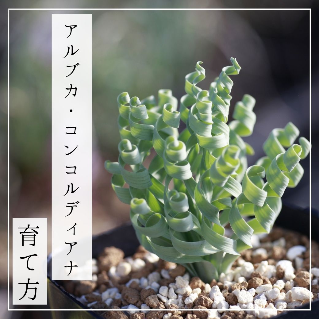 アルブカ コンコルディアナ （Albuca Concordiana）の育て方 – Erioquest