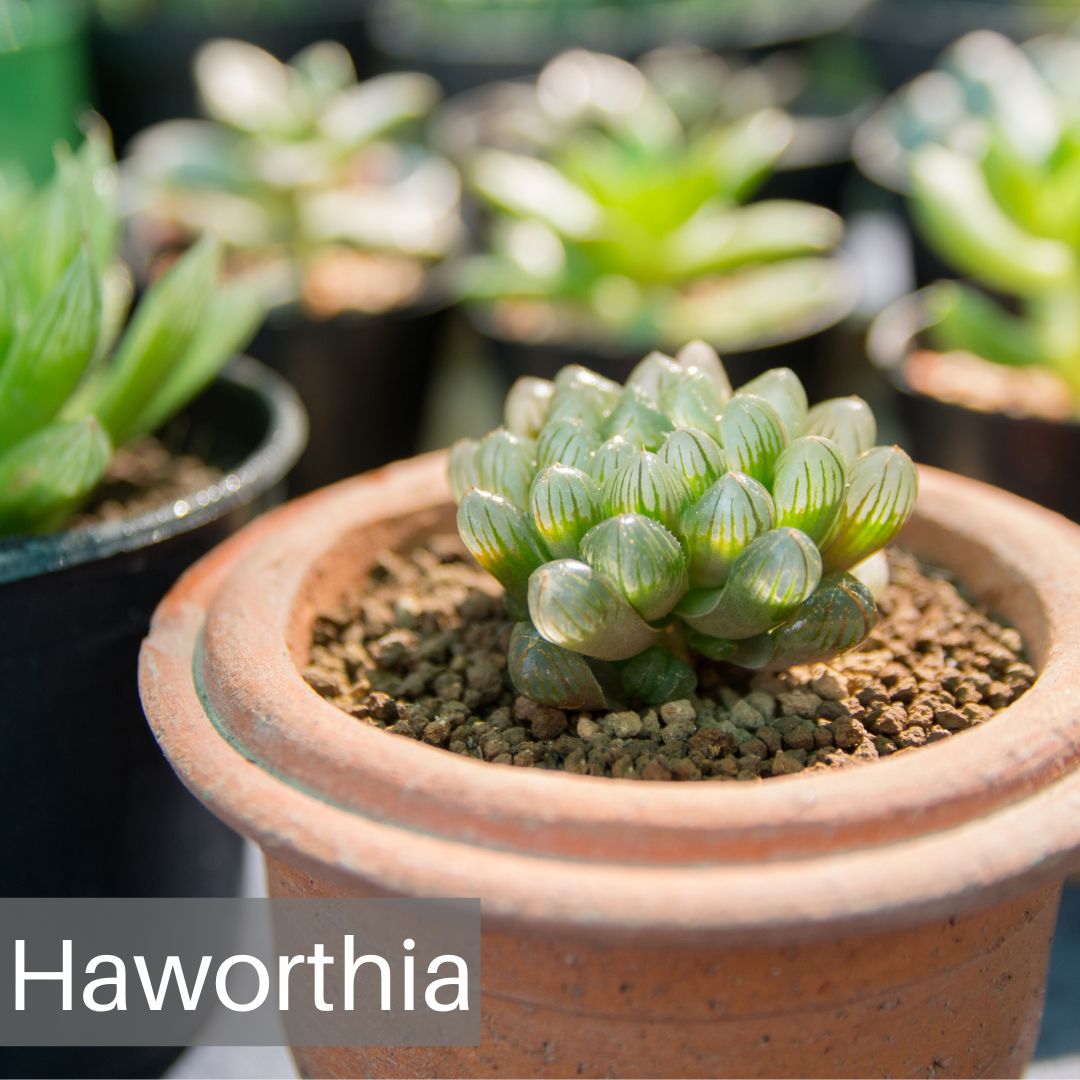 エリオクエスト】ハオルチア（Haworthia）の通販：種類一覧 – Erioquest