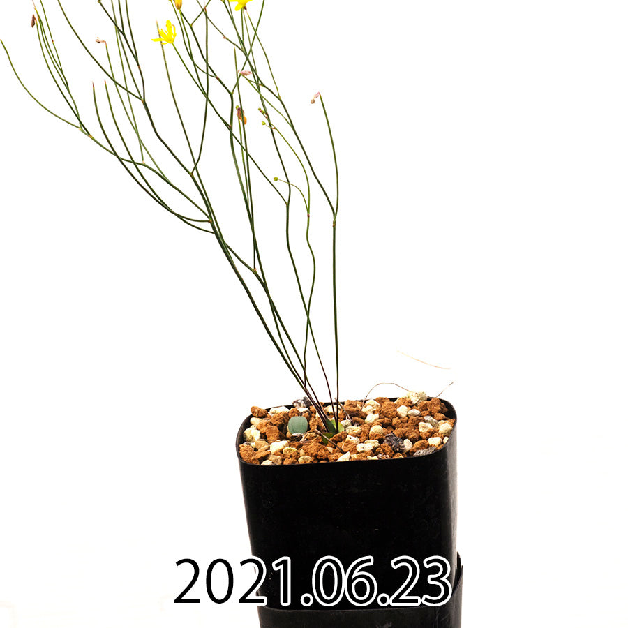 eriospermum-porphyrovalve-エリオスペルマム-ポルフィロウァルウェ-eq732-13507