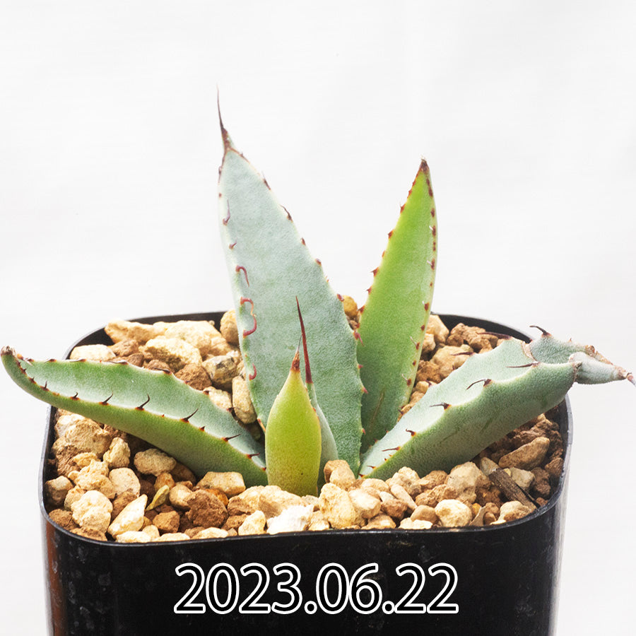 【新品超特価】03 agave montana アガベ　モンタナ アガベ