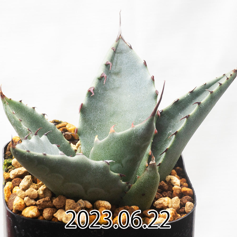 Agave salmiana アガベ サルミアナ フェロックス変種 実生 45528