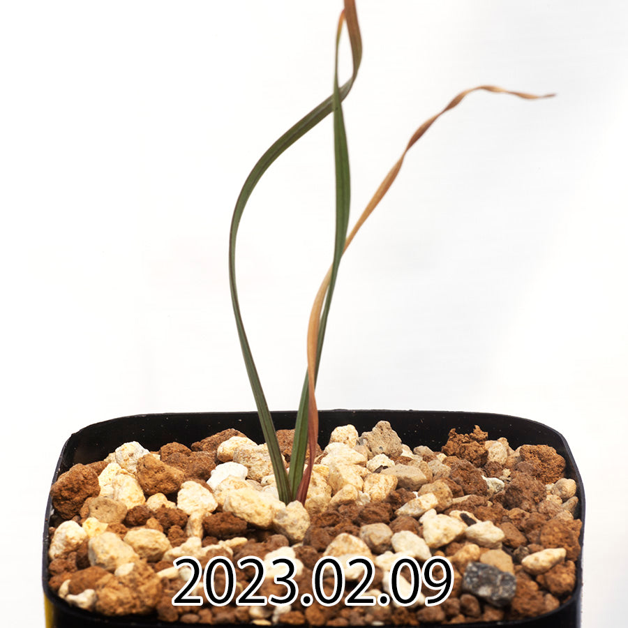 geissorhiza-corrugata-ゲイソリザ-コルガータ-eq705-実生-54721