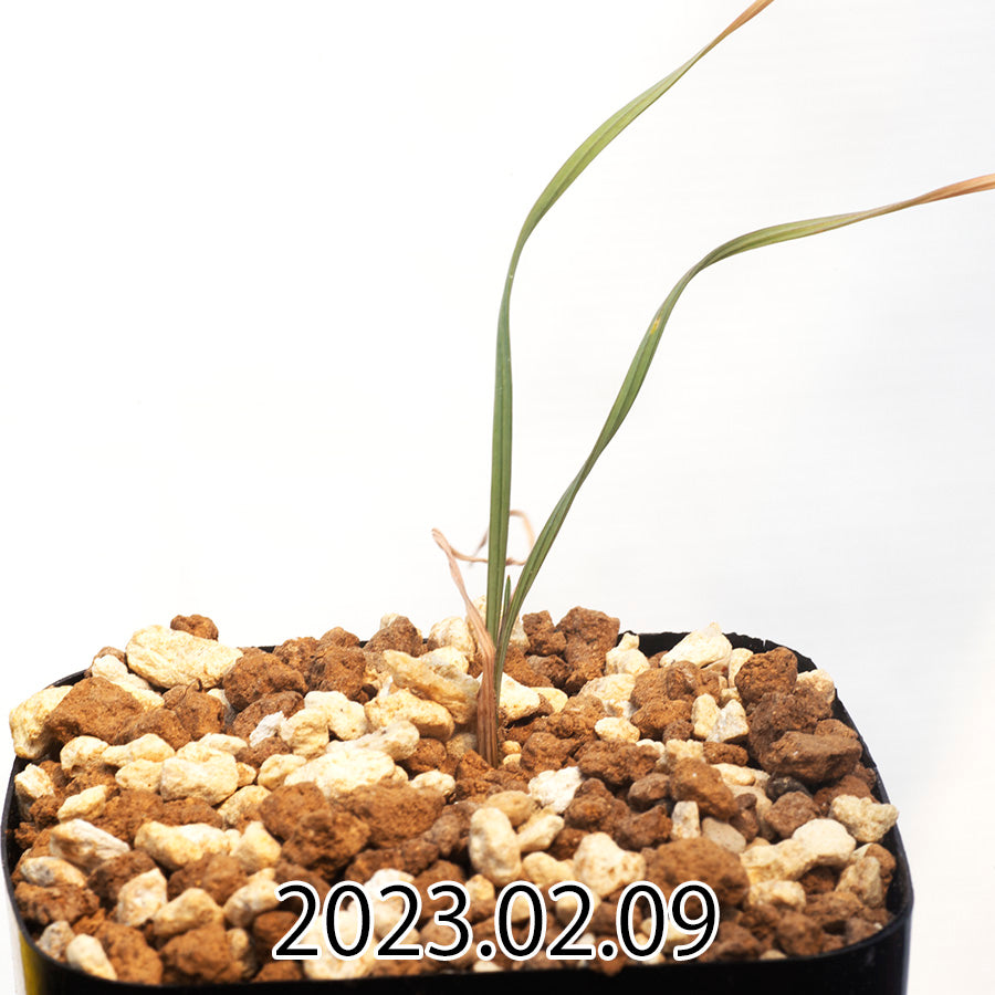 geissorhiza-corrugata-ゲイソリザ-コルガータ-eq705-実生-54749