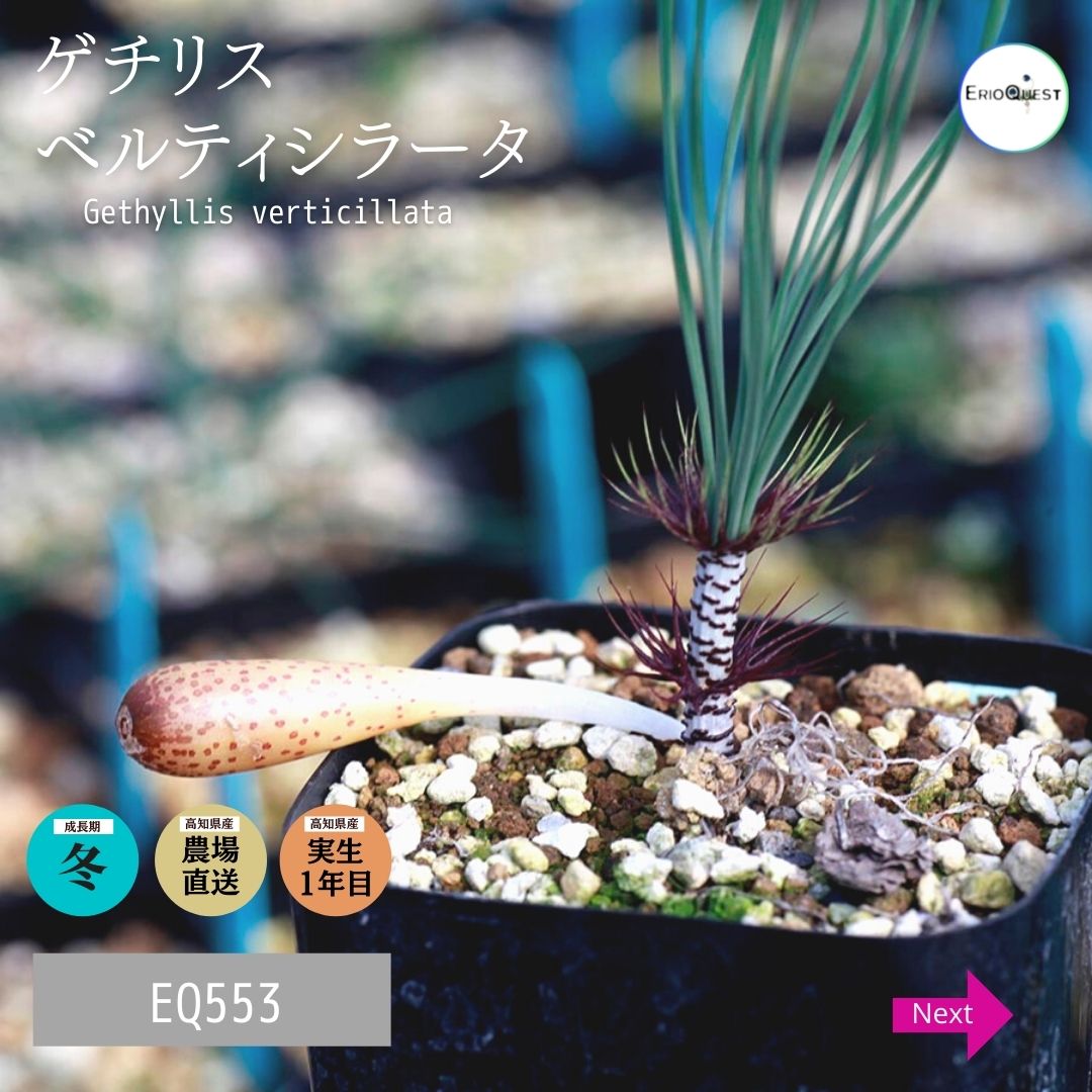 ゲチリス-ベルティシラータ-gethyllis-verticillata-eq553 – Erioquest