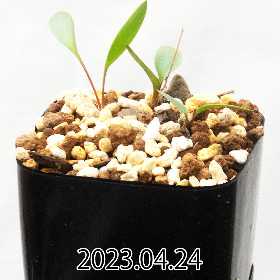 eriospermum-porphyrovalve-エリオスペルマム-ポルフィロウァルウェ-eq732-子株-57923