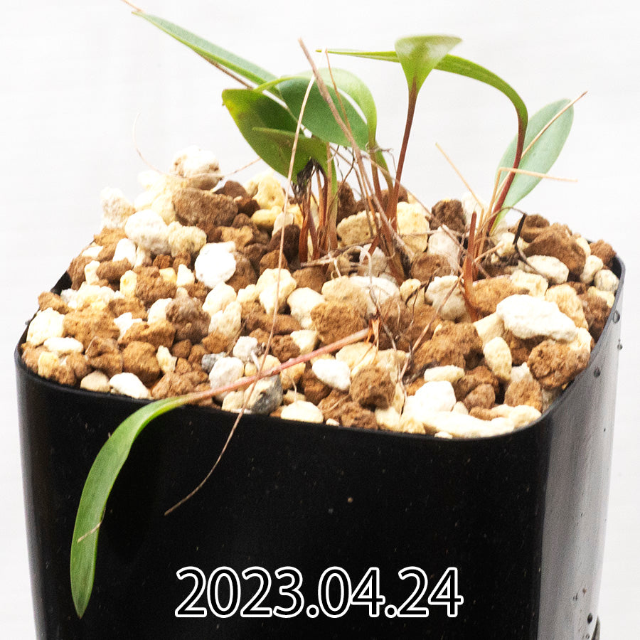 eriospermum-porphyrovalve-エリオスペルマム-ポルフィロウァルウェ-eq732-子株-57925
