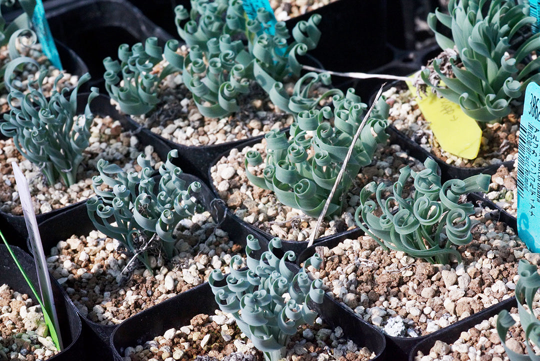 Albuca Concordiana アルブカコン コルディアナの育て方