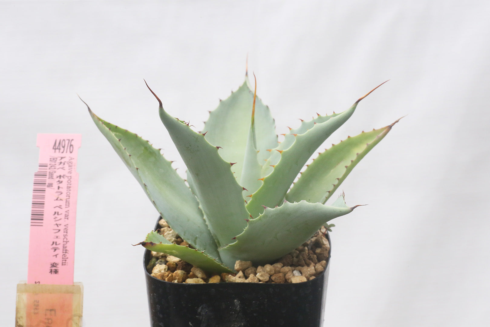 Agave potatorum 'Verschaffeltii' アガベ ポタトラム ベルシャ