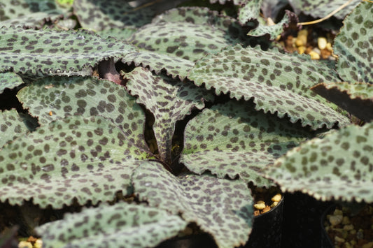 斑点が魅力の観葉植物: ドリミオプシス・ブルケイの紹介