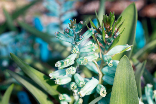 Lachenalia viridiflora ラケナリア ヴィリディフローラの育て方