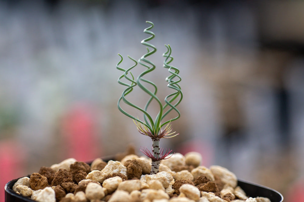 ERIOQUEST:ブログ 珍奇植物・ケープバルブの世界 – タグ付き 