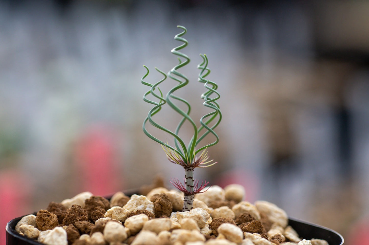 貴重植物 ‼️Verticillata ゲチリス ベルティシラータ02 - 植物/観葉植物