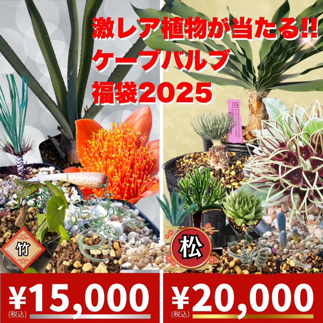 エリオクエスト 福袋 2025 松 賢者の土 園芸用土 土  観葉植物 植物 プレゼント ケープバルブ コーデックス サボテン 多肉 塊根 入門 初心者