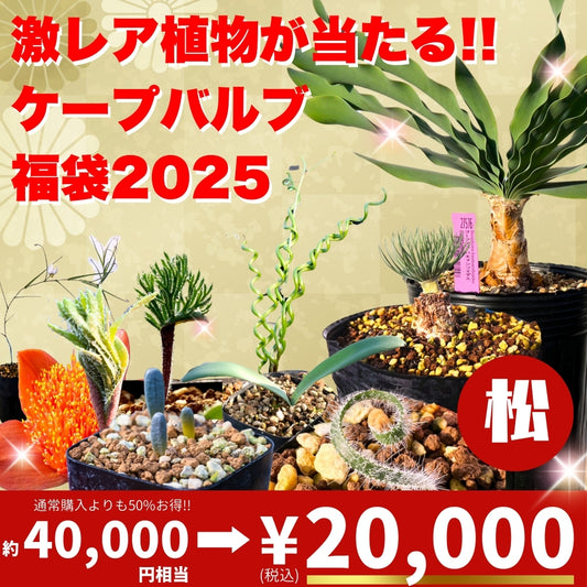 エリオクエスト 福袋 2025 松 賢者の土 園芸用土 土  観葉植物 植物 プレゼント ケープバルブ コーデックス サボテン 多肉 塊根 入門 初心者