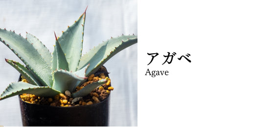 agave-mckelveyana-アガベ-マッケルベヤナ-eq1239-実生-46124 – Erioquest