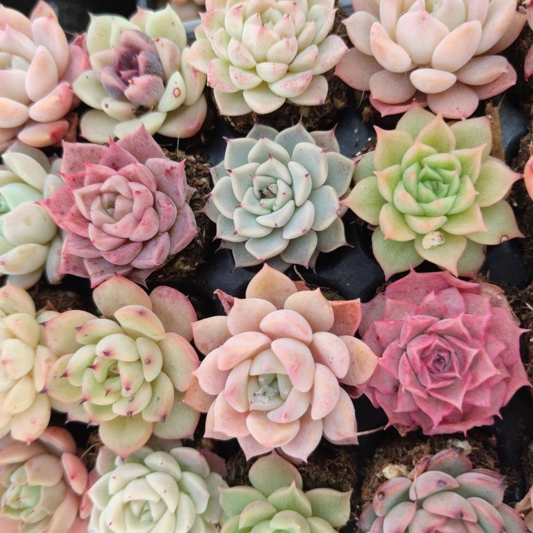 echeveria-set – Erioquest