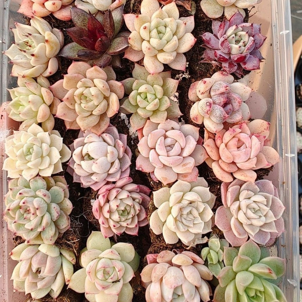 echeveria-set – Erioquest