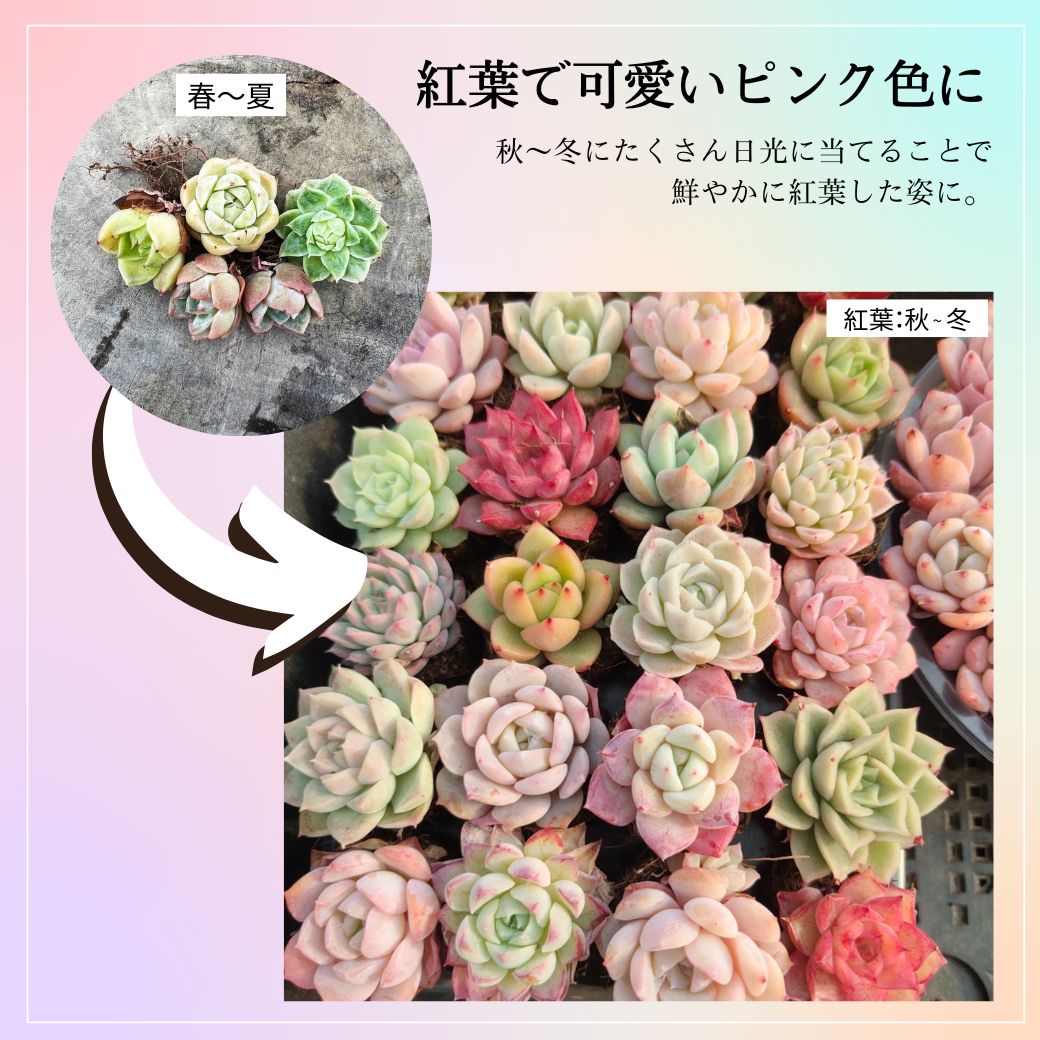 echeveria-set – Erioquest