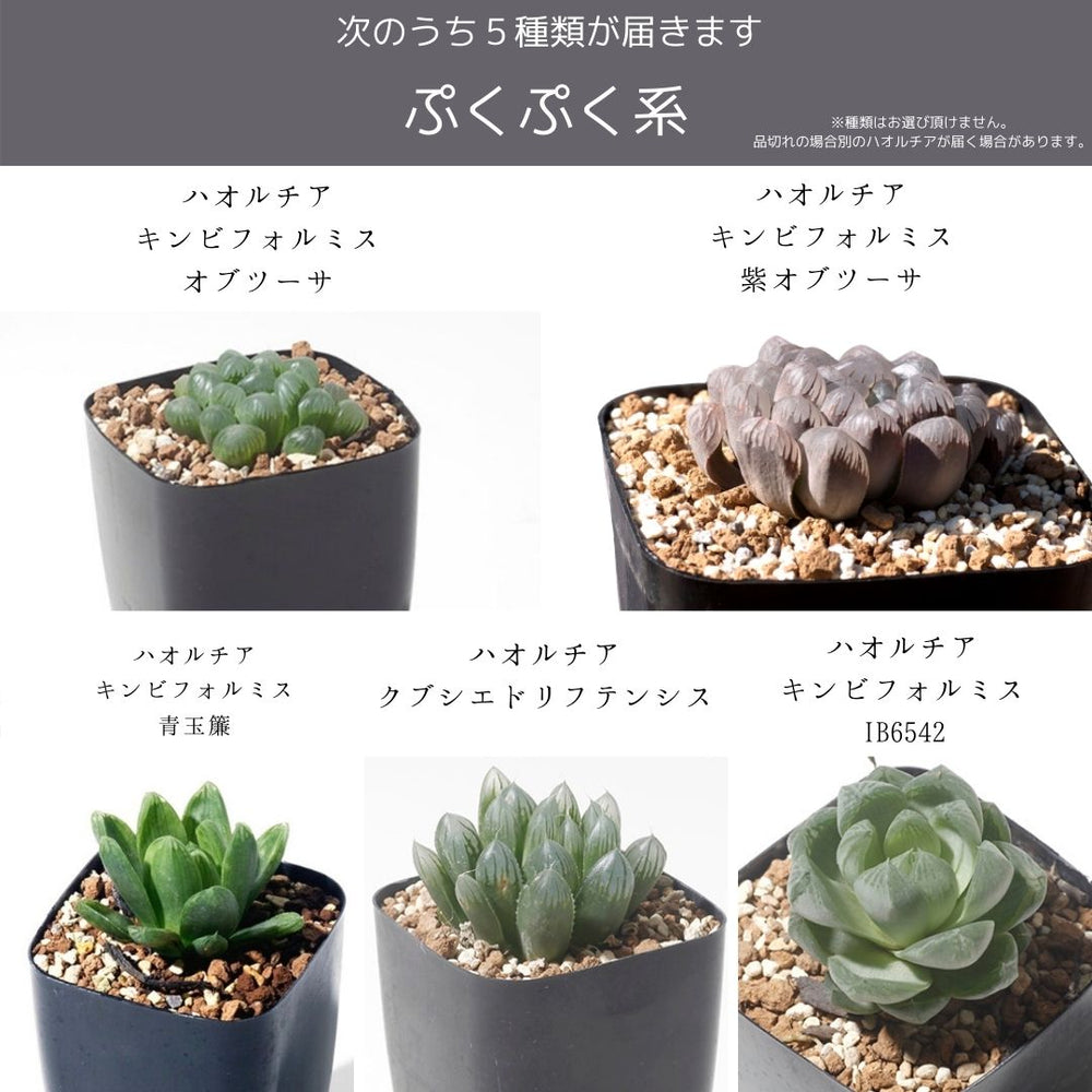 haworthia5set – Erioquest