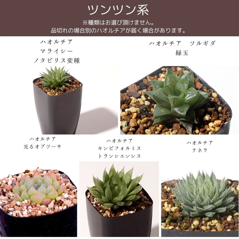 haworthia5set – Erioquest