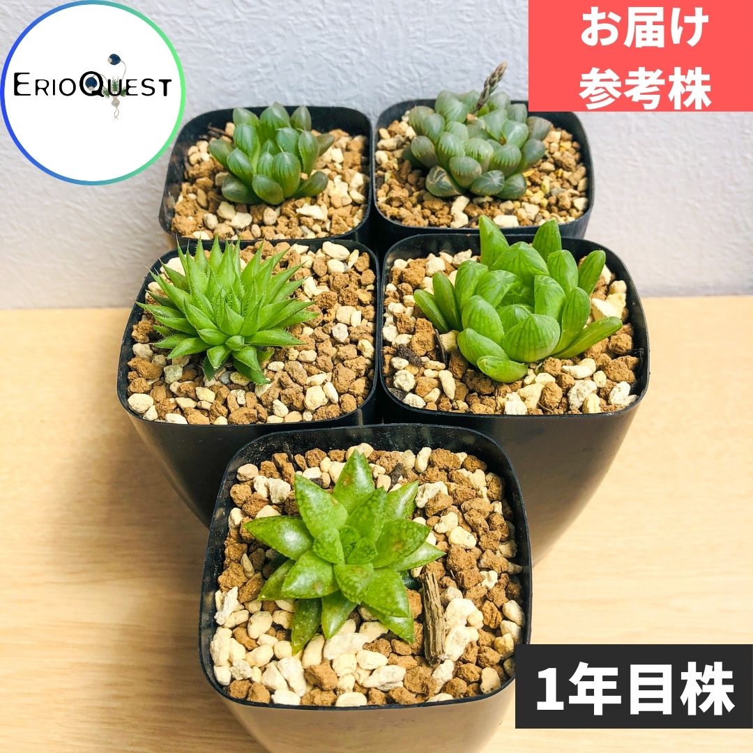 haworthia5set – Erioquest