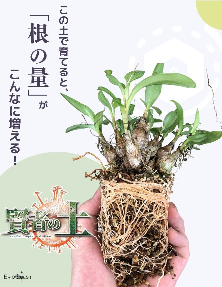 賢者の土 排水性抜群！多肉植物・塊根植物・アガベ等に！ – Erioquest