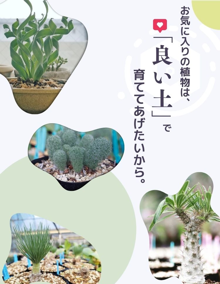 賢者の土 排水性抜群！多肉植物・塊根植物・アガベ等に！ – Erioquest