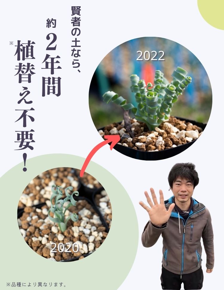 賢者の土 排水性抜群！多肉植物・塊根植物・アガベ等に！ – Erioquest