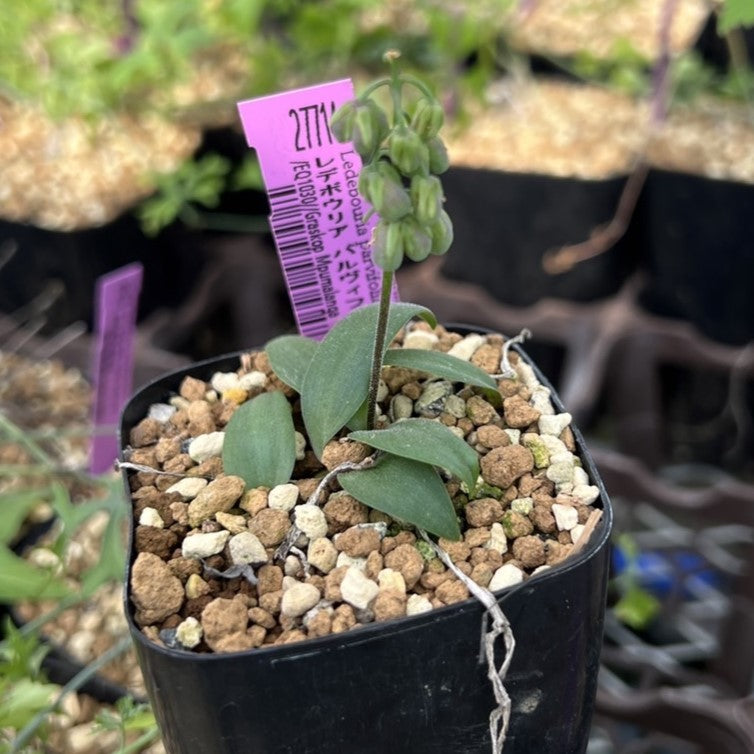 レデボウリア パルヴィフォリア Ledebouria parvifolia EQ1030