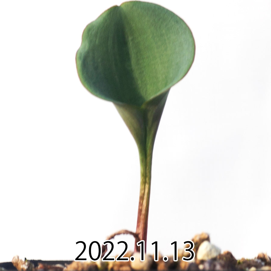 eriospermum-pubescens-エリオスペルマム-プベスケンス-eq111-10498