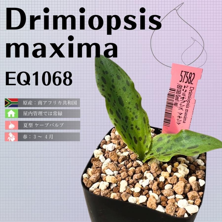 ドリミオプシス マキシマ Drimiopsis maxima EQ1068