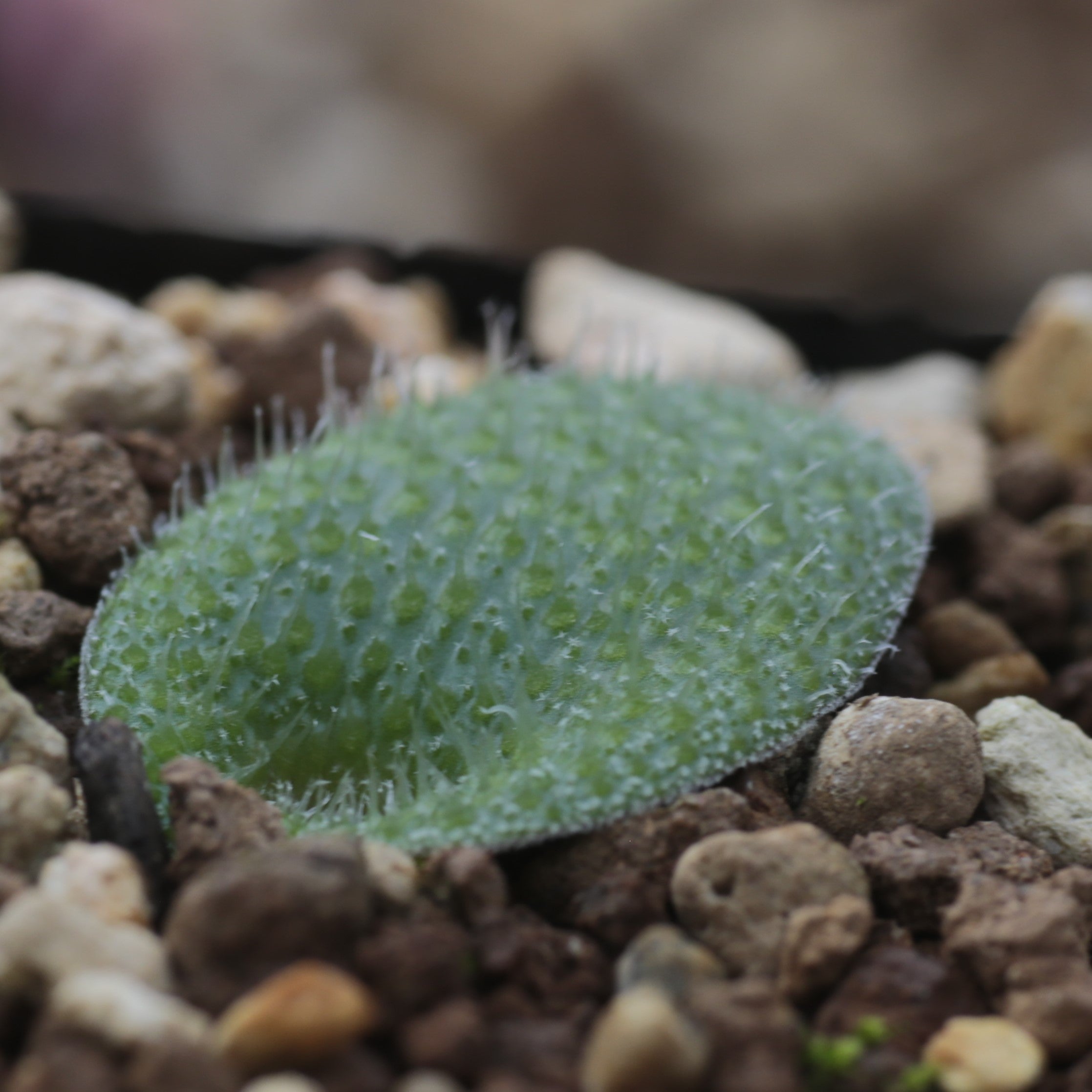 ラケナリア-トリコフィラ-lachenalia-tricophylla-jaa1938 – Erioquest