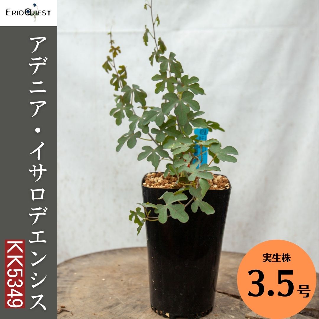 アデニア-イサロデエンシス-adenia-isaloensis-kk5349