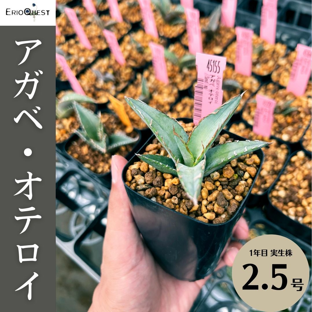 アガベ オテロイ Agave oteroi EQ1229