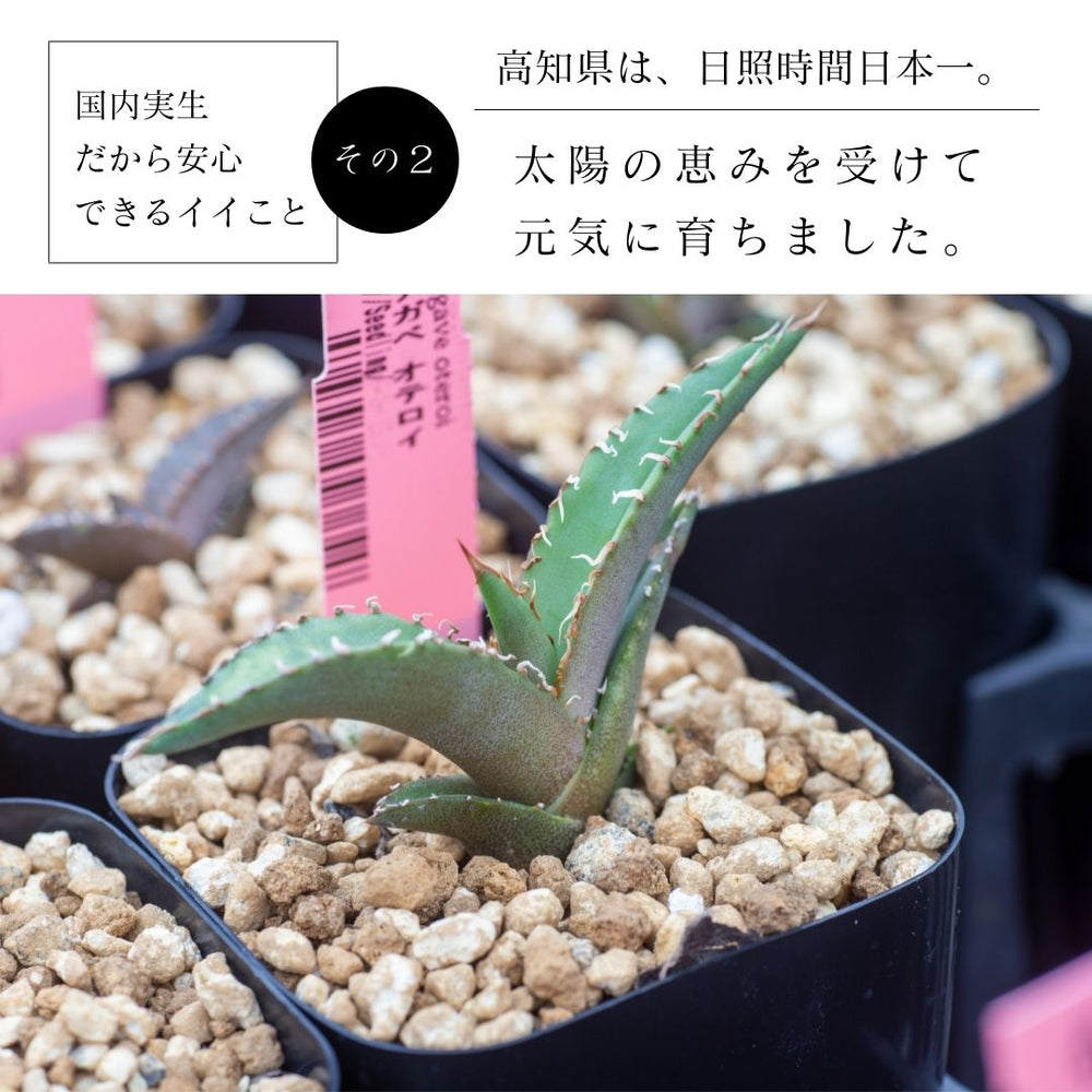 アガベ オテロイ Agave oteroi EQ1229 – Erioquest