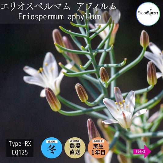エリオスペルマム-アフィルム-eriospermum-aphyllum-type-rx-eq125