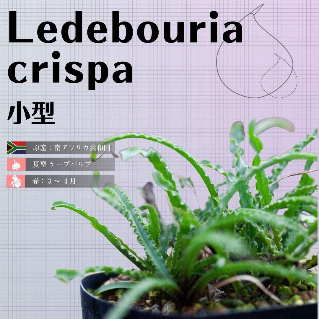 レデボウリア-クリスパ-小型-ledebouria-crispa
