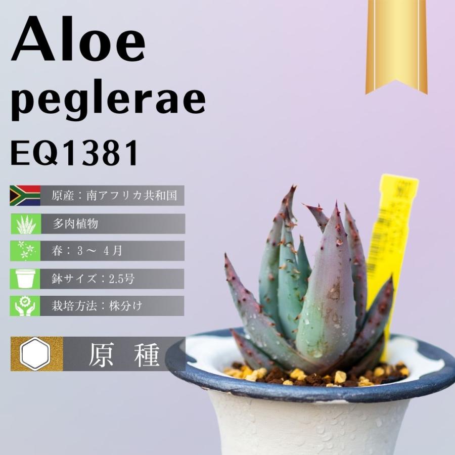 アロエ-ペグレラエ-aloe-peglerae-eq1381