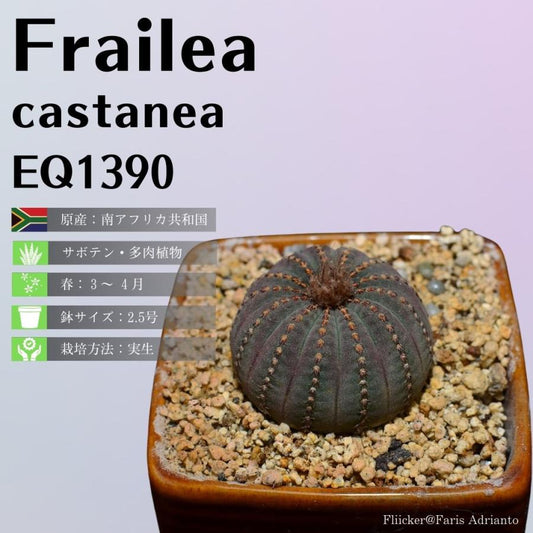 フライレア-カスタネア-frailea-castanea-eq1390