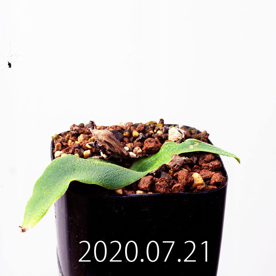 パソコン●レデボウリア　オバティフォリア/ledebouria ovatifolia サボテン
