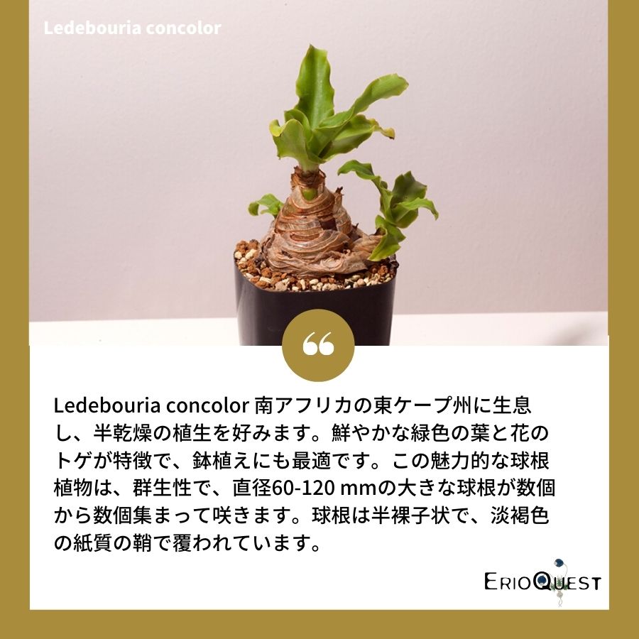 レデボウリア-コンカラー-ledebouria-concolor-dmc10146