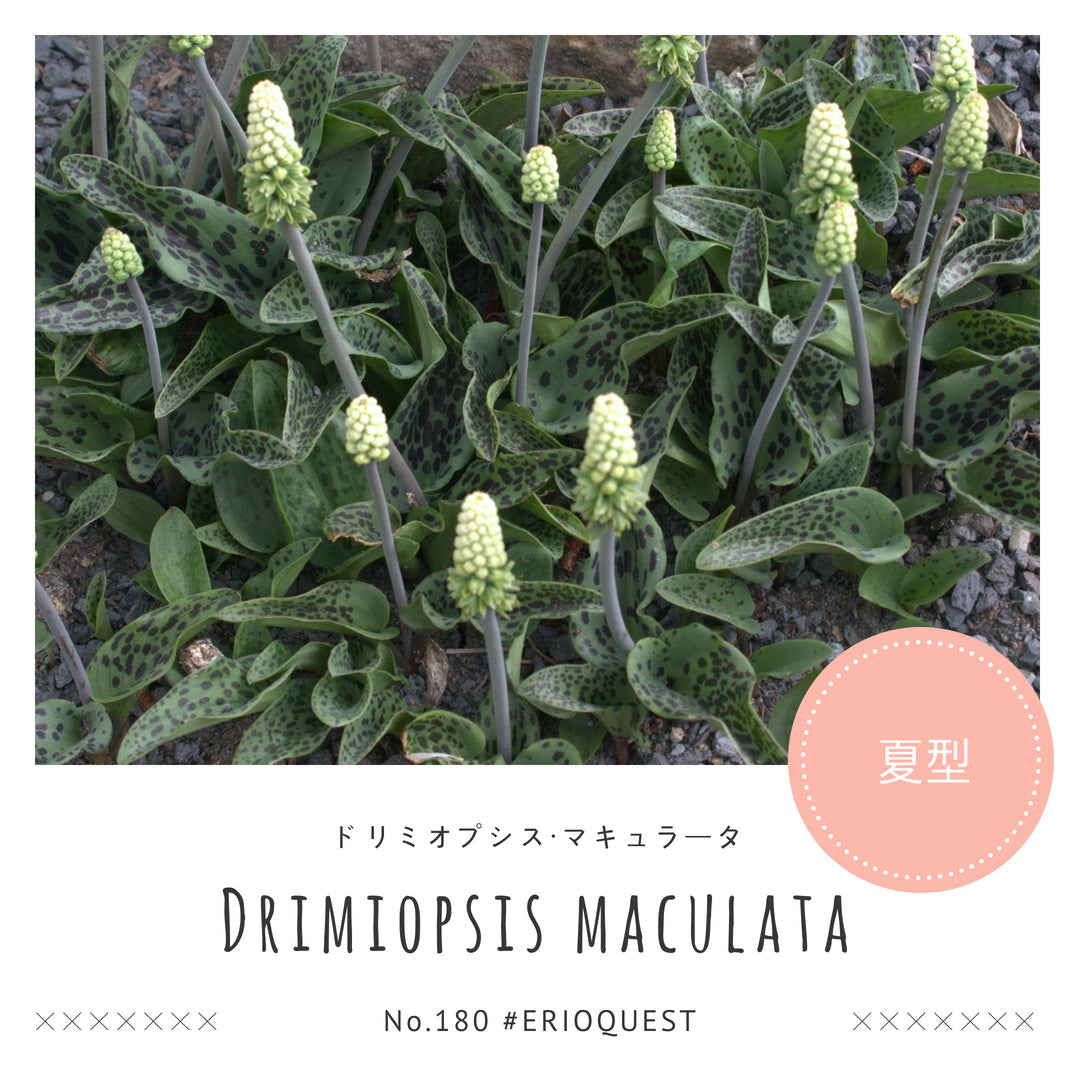 ドリミオプシス-マクラータ-drimiopsis-maculata-lav30689