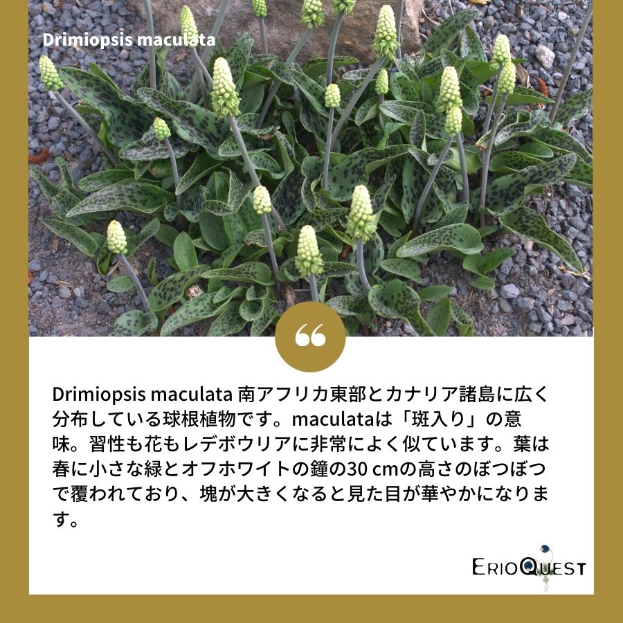 ドリミオプシス-マクラータ-drimiopsis-maculata-lav30689