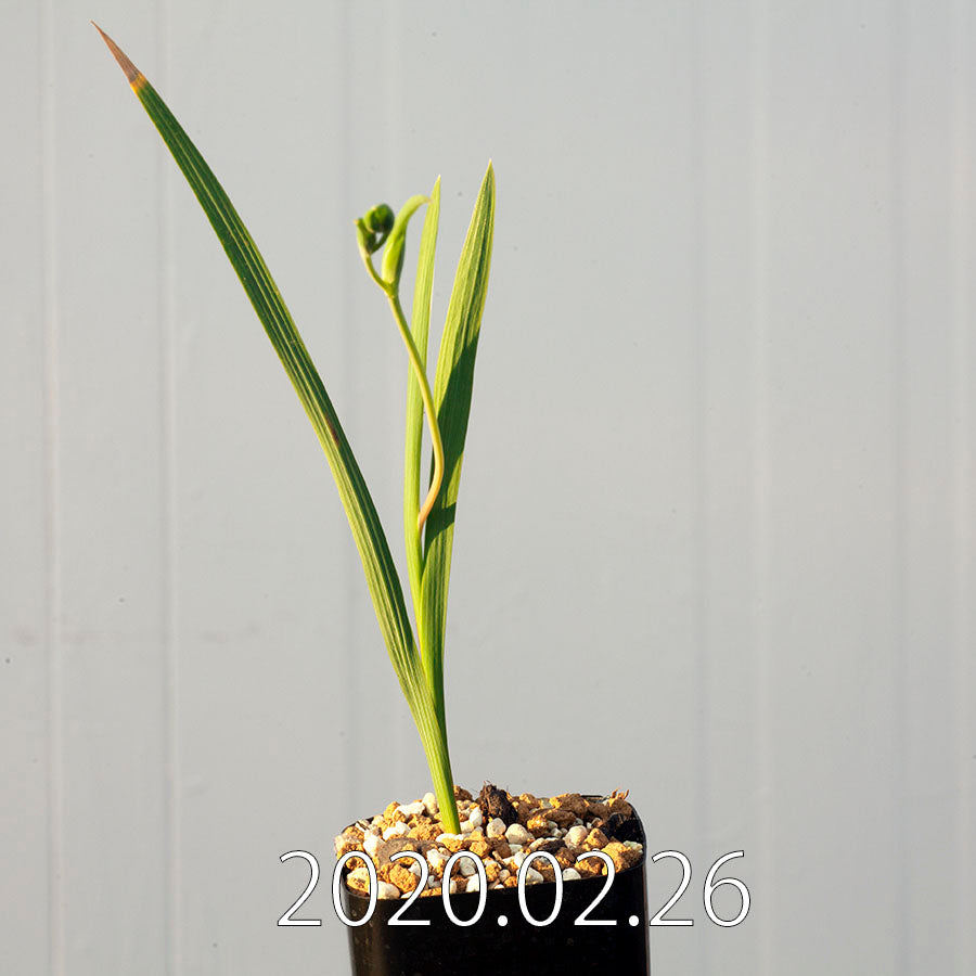 
                  
                    Gladiolus uysiae グラジオラス ウイシアエ EQ465  20277
                  
                