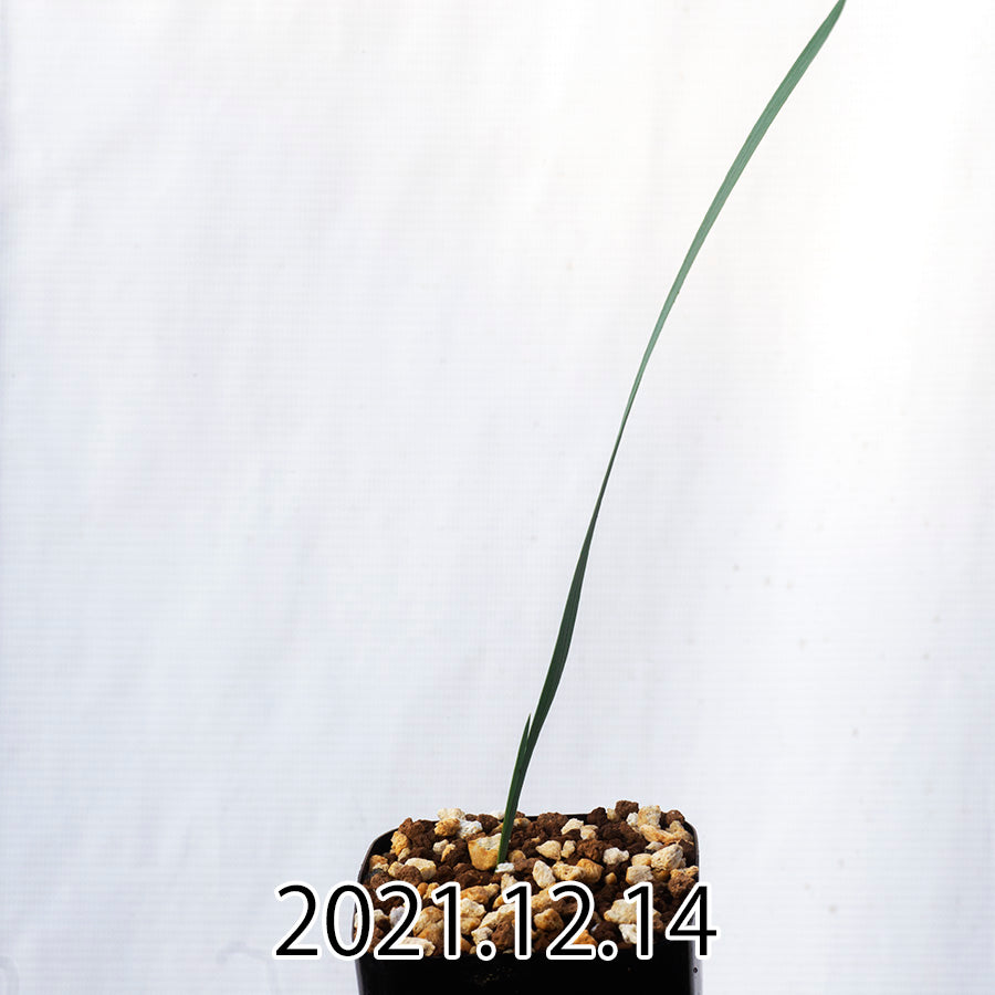 
                  
                    Gladiolus uysiae グラジオラス ウイシアエ EQ465  20277
                  
                