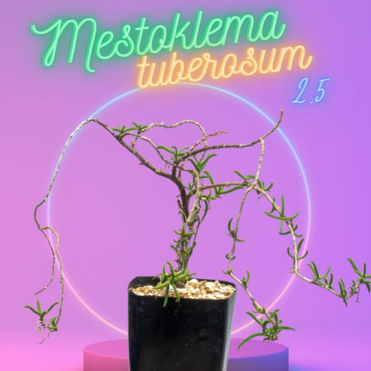 メストクレマ-ツベローサム-mestoklema-tuberosum-easterncape-form