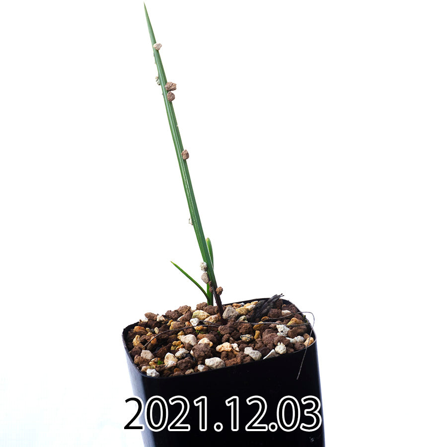 Geissorhiza confusa ゲイソリザ コンフューサ EQ463  22850