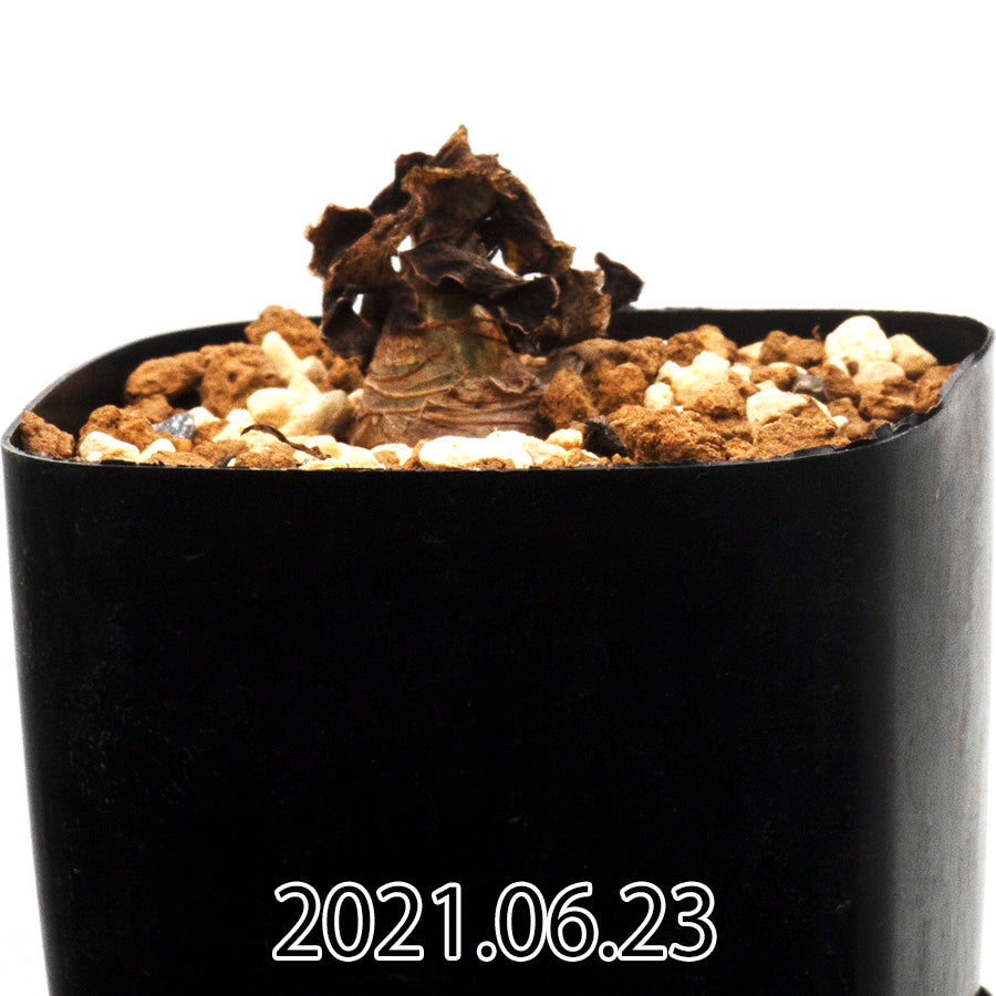Ledebouria concolor レデボウリア コンカラー DMC10146  25790
