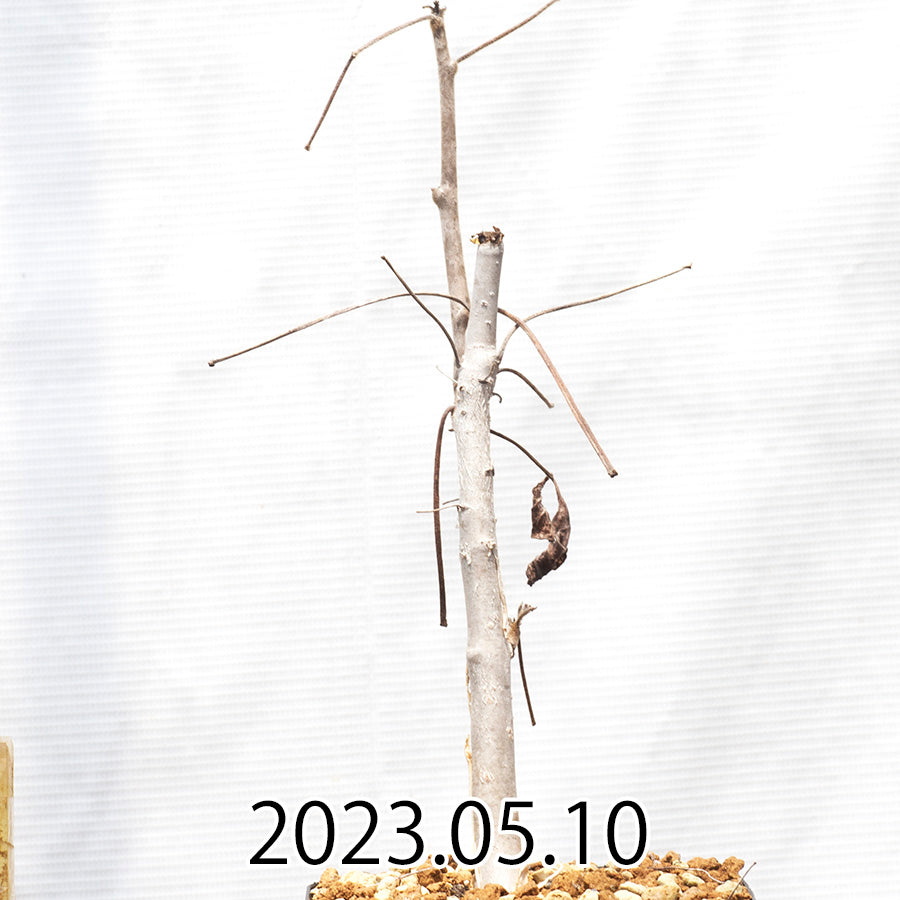 Commiphora  edulis コミフォラ エデュリス ボイヴィニアーナ変種  27287