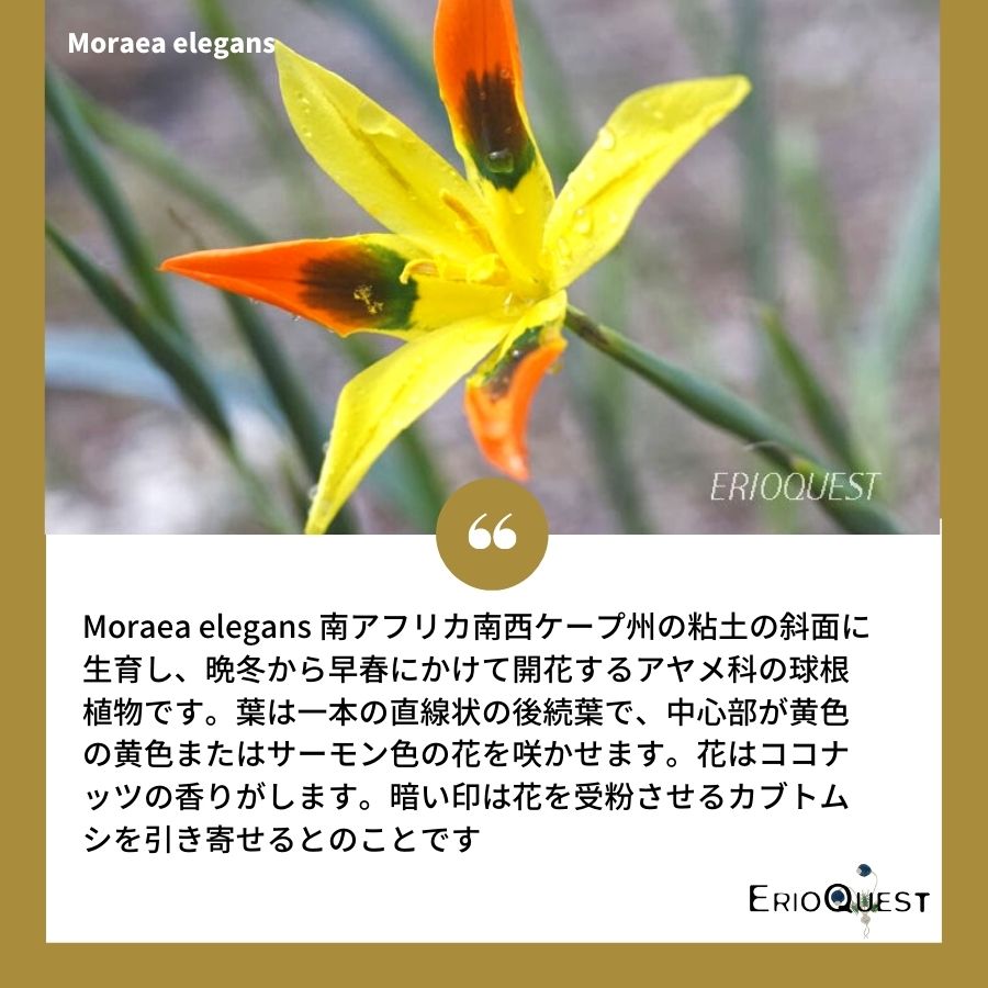 モラエア-エレガンス-オレンジイエロー-moraea-elegans-orange-yerrow-eq275